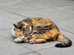 -颐和路民国时期公馆风貌区