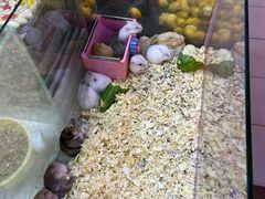 -双季花艺园艺市场(浦东店)