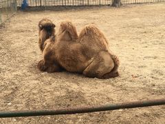 -秦皇岛野生动物园
