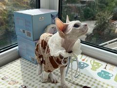 -喜多萌中农锦绣动物医院24H·猫科·牙科MRI·CT