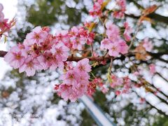 -南山植物园