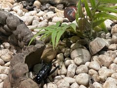 -上海昆虫博物馆