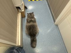 -佑安动物医院·全科·内窥镜中心(幸福巷店)