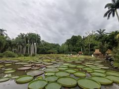 -中国科学院西双版纳热带植物园
