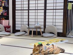 -逗柴咖啡屋·狗咖猫咖宠物桌游