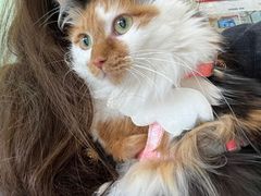 -纳吉亚猫专科动物医院博雅分院