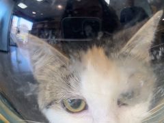 -中农大我爱我爱动物医院·核磁CT·猫病·24小时夜诊中心(石佛营店)