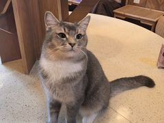 -MOCHA明星猫咖(田子坊店)