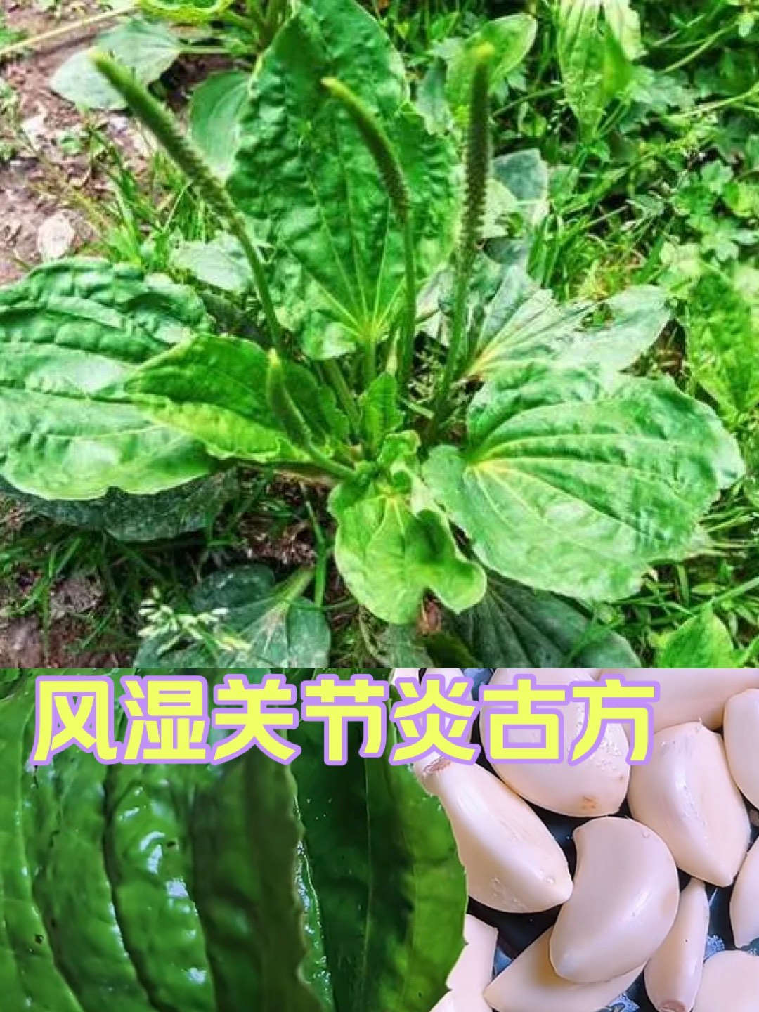 风湿草药图片名称图片