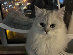 -猫大福·Fortune Cat猫舍(百子湾店)