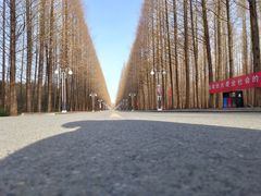 -日照海滨国家森林公园