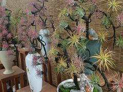 -龙大花卉苗木市场