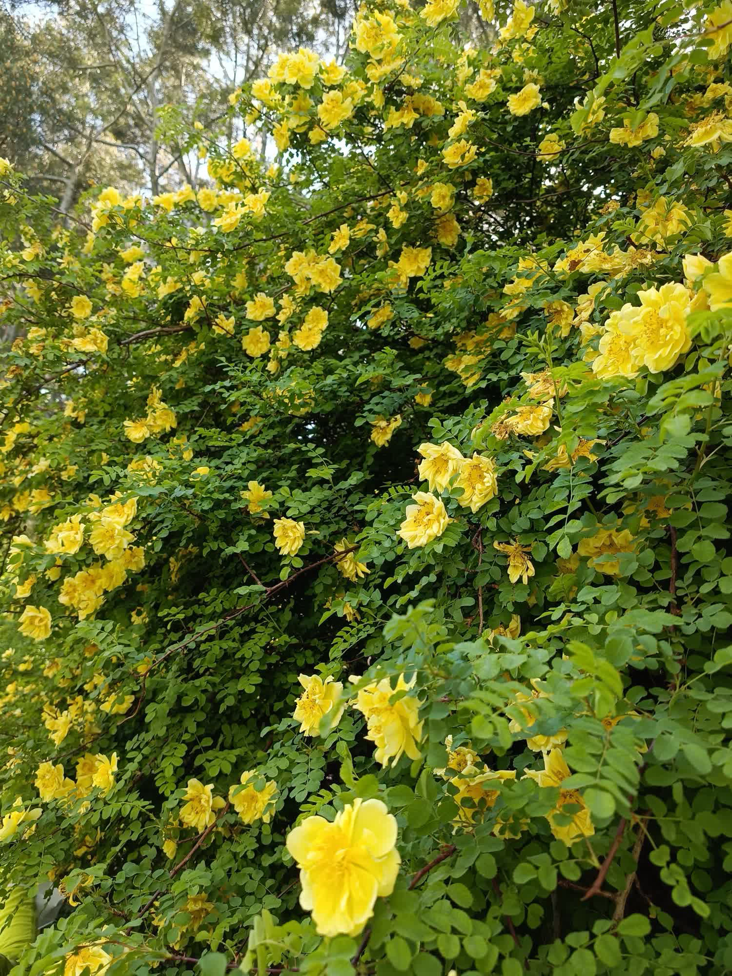 黄刺梅花期图片