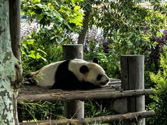 -西霞口神雕山野生动物世界