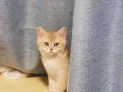 -猫大福·Fortune Cat猫舍(百子湾店)