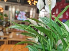 -桉树林A coffee 森林餐厅(三圣乡店)