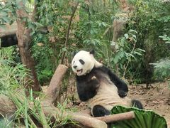 -成都动物园