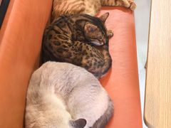 -豆逗聊愈猫阁Easy Life