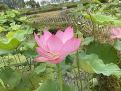 -池杉湖湿地公园