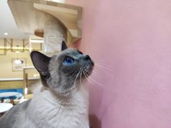-滚猫咖啡·猫咖·猫友好撸猫(未来城店)