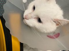 -北京赛佳动物医院