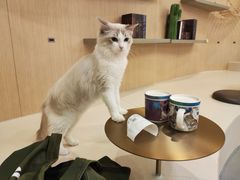 -飞行喵MR PILOT|猫舍·猫咖(静安大融城店)