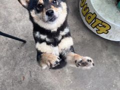 -柴犬高等学院·狗咖·柴犬售卖·宠物训练