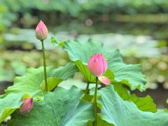 -陈家山荷花公园