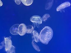 -海合安武汉极地海洋公园