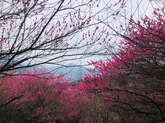 -新建村梅花
