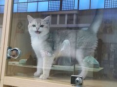 -山宅一喵德文卷毛猫舍