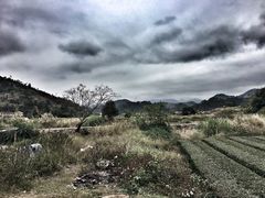 -福建土楼（华安）旅游区•大地土楼群