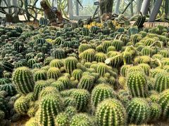 -深圳仙湖植物园