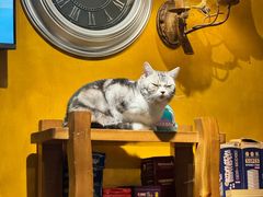 -猫猫幼稚园·撸猫·桌游·电玩