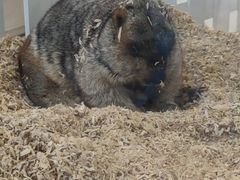 -怪兽屋·羊驼·猫咖·狗咖(俊华广场店)