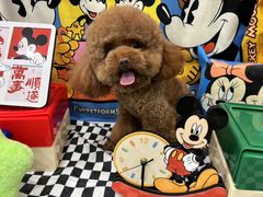 -Pets First伊珊娜洗护·精致美容·家庭式寄养(新会路店)