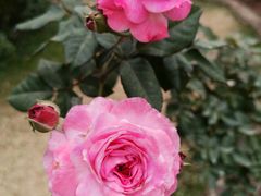 -人民公园(罗湖区)