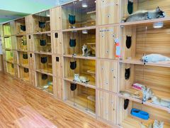 -猫十亿·布偶金渐层·曼基康矮脚猫舍(青年路店)