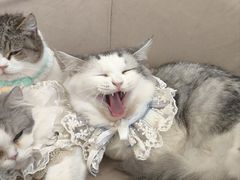 -怪兽屋·羊驼·猫咖·狗咖(俊华广场店)