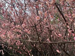 -白塘生态植物园