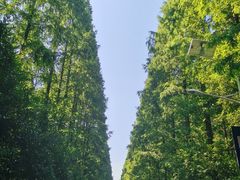 -东平国家森林公园