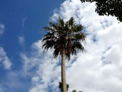 android_upload_pic-五世皇金柚木行宫(维护中)
