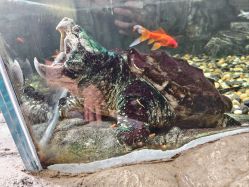 -Zoolung Zoolung动物主题公园(海信广场店)