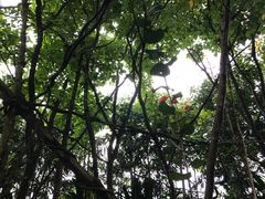 漂亮的小鸟们-河川生态园