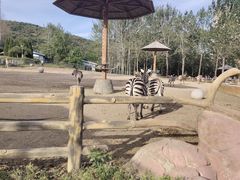 -大连森林动物园