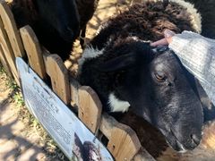 -鄂尔多斯野生动物园