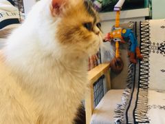 -平行世界·猫咖(首经贸店)