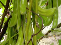 -桂林市花鸟市场