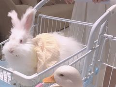 -怪兽屋·羊驼·猫咖·狗咖(俊华广场店)