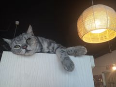 -Cappucimeow猫咪咖啡馆(韦伯时代店)